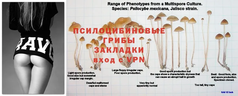 Галлюциногенные грибы прущие грибы  где можно купить   Избербаш 